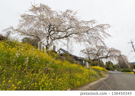 Weeping cherry blossoms at the temple (Beppu City, Oita Prefecture) Weeping cherry blossoms at the temple (Beppu City, Oita Prefecture) 136450345