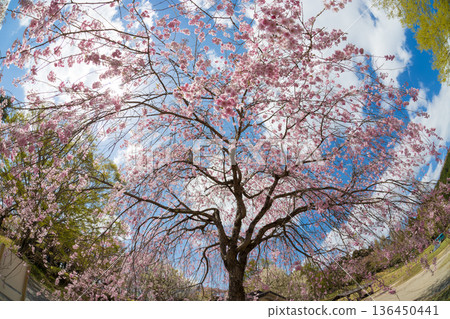 Blue sky and weeping cherry blossoms (Lake Shidaka, Beppu City, Oita Prefecture) Blue sky and weeping cherry blossoms (Lake Shidaka, Beppu City, Oita Prefecture) 136450441