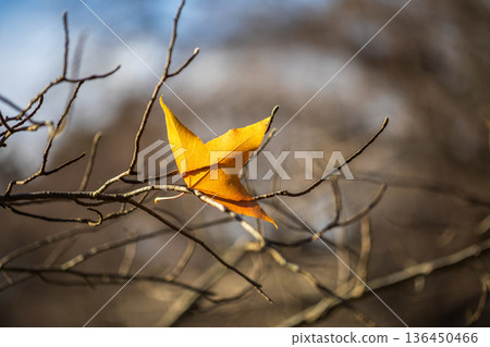 Autumn pattern Autumn pattern 136450466