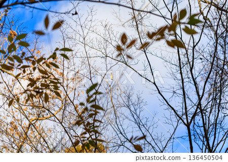 Autumn pattern 136450504