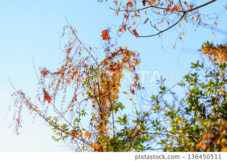 Autumn pattern 136450511