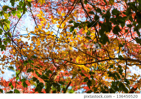 Autumn pattern 136450520