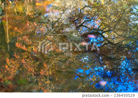 Autumn pattern 136450529
