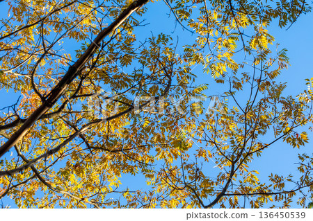 秋季圖案 136450539