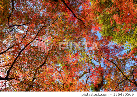 Autumn pattern Autumn pattern 136450569