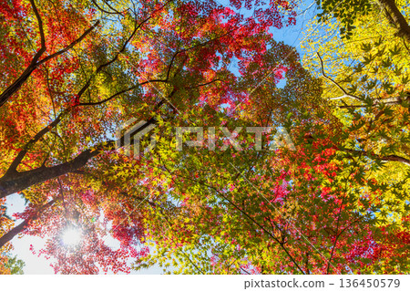 Autumn pattern Autumn pattern 136450579