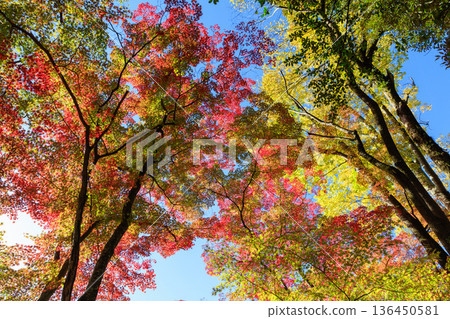 Autumn pattern Autumn pattern 136450581