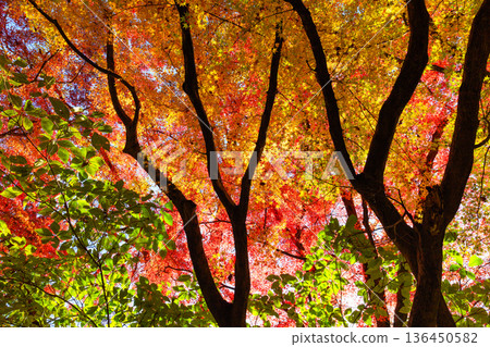 Autumn pattern Autumn pattern 136450582