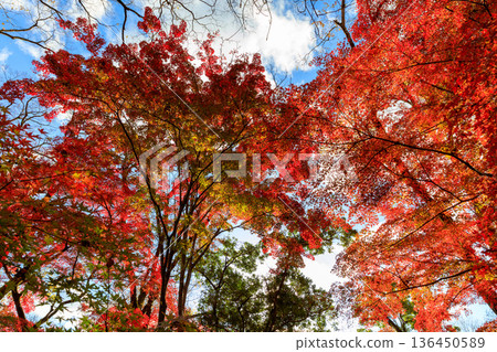 Autumn pattern 136450589