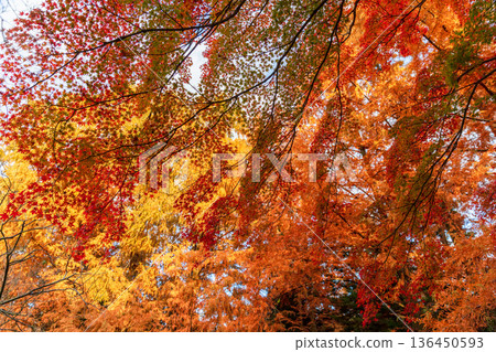 Autumn pattern Autumn pattern 136450593