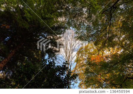 Autumn pattern Autumn pattern 136450594