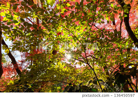 秋季圖案 136450597