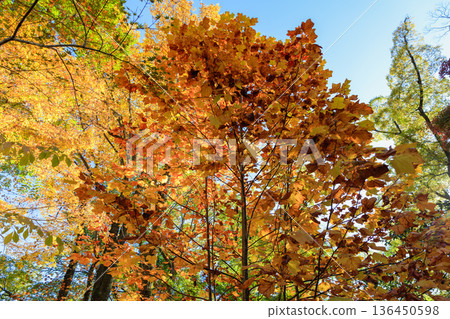 Autumn pattern Autumn pattern 136450598