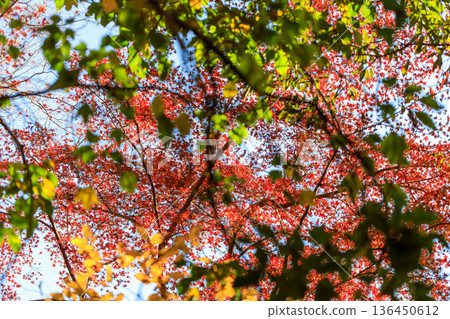 Autumn pattern Autumn pattern 136450612