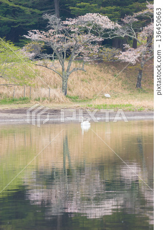 櫻花與湖上的天鵝（大分縣別府市志高湖） 136450663