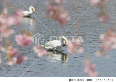 Cherry blossoms and swans on the lake (Lake Shidaka, Beppu City, Oita Prefecture) Cherry blossoms and swans on the lake (Lake Shidaka, Beppu City, Oita Prefecture) 136450675