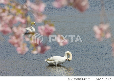 Cherry blossoms and swans on the lake (Lake Shidaka, Beppu City, Oita Prefecture) Cherry blossoms and swans on the lake (Lake Shidaka, Beppu City, Oita Prefecture) 136450676