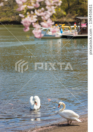 Cherry blossoms and swans on the lake (Lake Shidaka, Beppu City, Oita Prefecture) Cherry blossoms and swans on the lake (Lake Shidaka, Beppu City, Oita Prefecture) 136450681