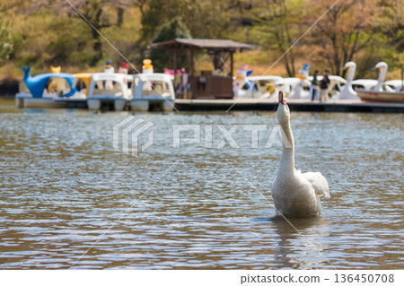 Lake and swans (Lake Shidaka, Beppu City, Oita Prefecture) Lake and swans (Lake Shidaka, Beppu City, Oita Prefecture) 136450708