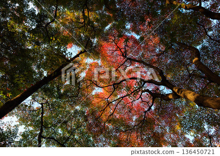 秋季圖案 秋季圖案 136450721