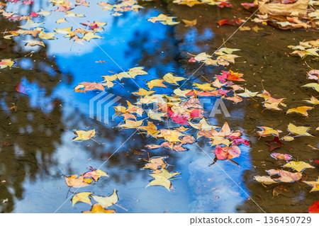 Autumn pattern Autumn pattern 136450729