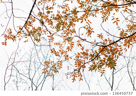 Autumn pattern Autumn pattern 136450737