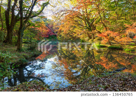 Autumn pattern Autumn pattern 136450765