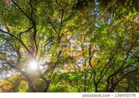 Autumn pattern Autumn pattern 136450776