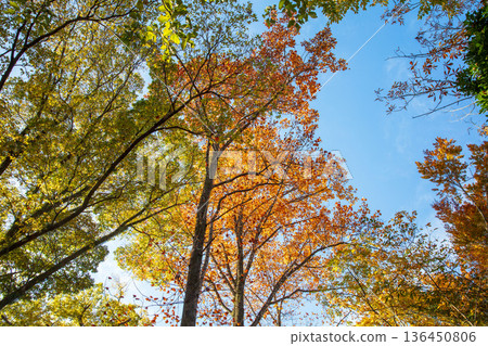 Autumn pattern Autumn pattern 136450806