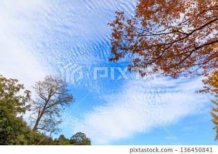 Autumn pattern Autumn pattern 136450841