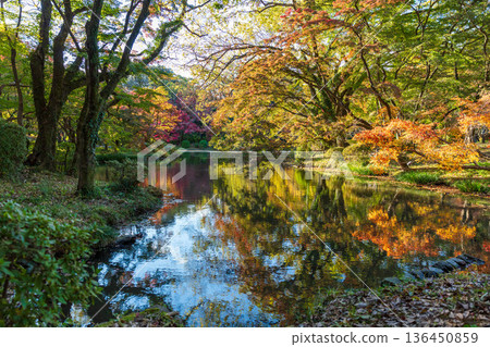 秋季圖案 136450859