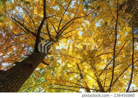 秋季圖案 136450860