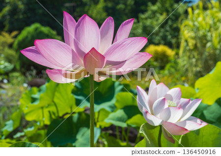 A lotus 136450916