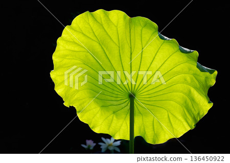 一朵蓮花 一朵蓮花 136450922
