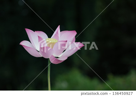 A lotus 136450927