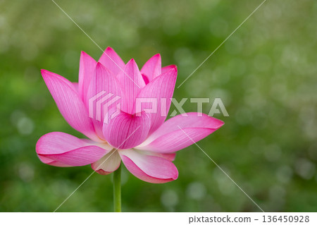 一朵蓮花 一朵蓮花 136450928