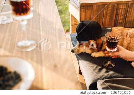 Sleeping corgi in cap beside a drink on sunny patio Sleeping corgi in cap beside a drink on sunny patio 136451095