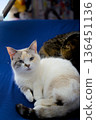 A cat here 136451136