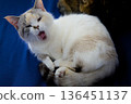 Yawning cat 136451137