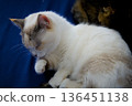 sleepy cat 136451138