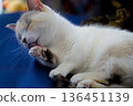 Feeling pleasant cat 136451139