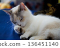 A cat to take a nap 136451140
