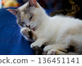 Cat grooming 136451141