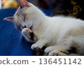 Cat licking hands 136451142