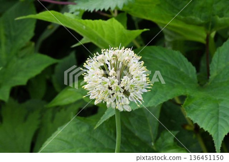 信州栁池自然公園沼澤地帶，苦行僧們食用著一種美麗的野生大蒜，它開著球形的白色花朵。 136451150