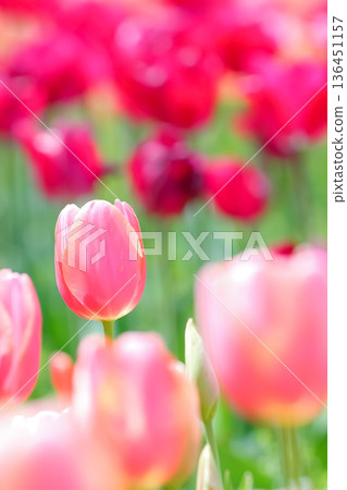 Pink tulips blooming in the sunlight_Vertical Pink tulips blooming in the sunlight_Vertical 136451157