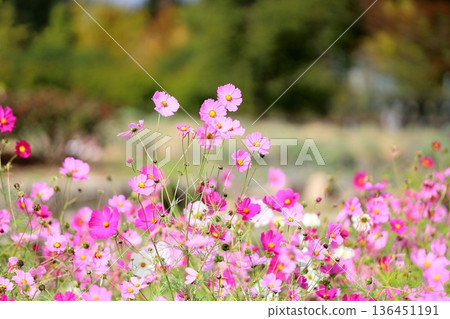 cute cosmos flowers 136451191