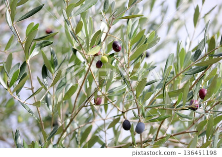 Olives turning color Olives turning color 136451198