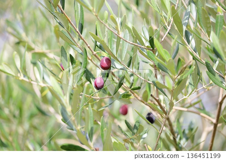Olives turning color Olives turning color 136451199