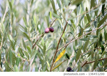 Olives turning color Olives turning color 136451200
